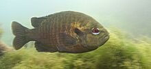 Redspotted Sunfish - Lepomis miniatus (2352520241).jpg