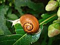 Samsoncj snail 07