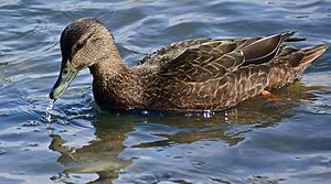 Spinus-american-black-duck-2015-03-n028831-w