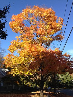 2014-11-02 15 25 30 Sugar Maple during autumn along Patton Drive in Ewing, New Jersey