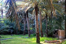 Al Ain Oasis View