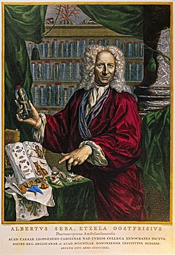 Albertus Seba by Jacobus Houbraken after Jan Maurits Quinkhard