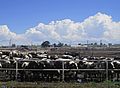 Cattle Feedlot near Rocky Ford, CO IMG 5651-2