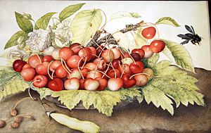 Giovanna garzoni, piatto di ciliege con rose, baccello e ape legnaiola (xylocopa violacea) 1642-51 ca., 012