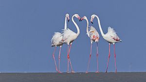 Greater flamingos at Kutch