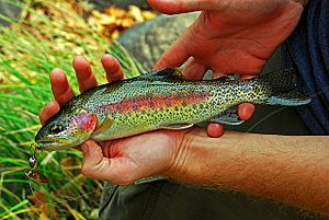 Kern River Rainbow Trout.jpg