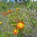 Oleta River State Park - Wild Lantana flowers 02
