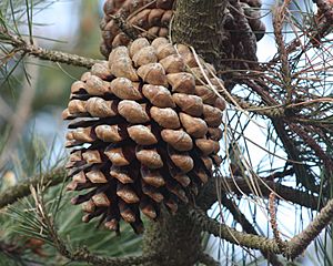 Pinus radiata cone