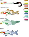 Types of digestive systems in marine fish