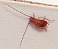 Cockroach nymph australia
