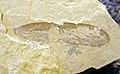 Dinokanaga andersoni holotype SR 01-06-01