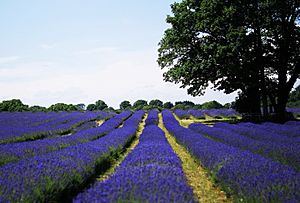Lavish Lavender Carshalton London Borough of Sutton