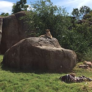 Lioness with zebra at SCZ