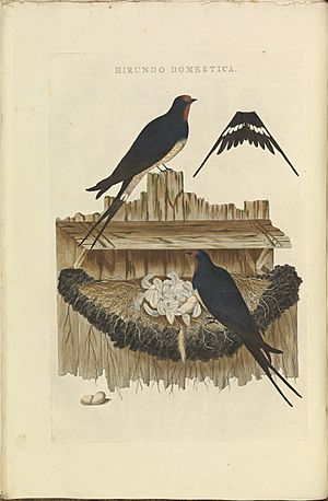 Nederlandsche vogelen (KB) - Hirundo rustica (030b)