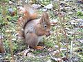Red squirrel feeding, Formby nature reserve - geograph.org.uk - 376405