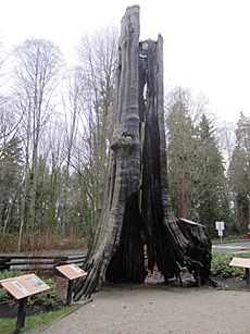 Stanley Park, Hollow Tree, Vancouver, 2012