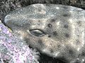 Swell Shark closeup, San Clemente Island, California