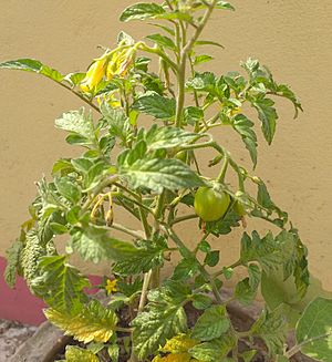 Tomato plant at Roof garden in Mymensingh, Bangladesh