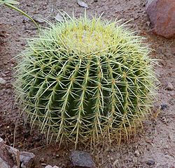 Echinocactus grusonii 1