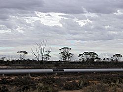 Goldfields-Pipeline 2005