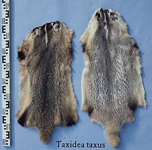 Taxidea taxus (American badger) fur skin