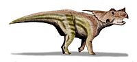 Achelousaurus BW