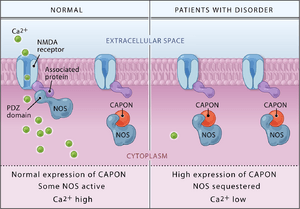CAPON Binds Nitric Oxide Synthase, Regulating NMDA Receptor–Mediated Glutamate Neurotransmission