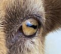 Closeup of goat eye