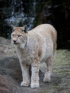 Lynx lynx - 03
