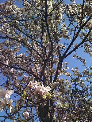 Magnolia (tree)