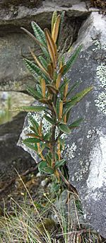 Miconia salicifolia (1).jpg