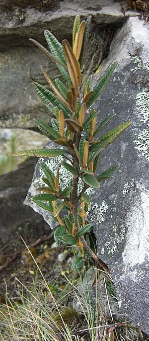 Miconia salicifolia (1)