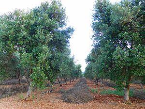 Olive Grove prunings in neat rows. Ostuni, Puglia