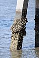 Oysters on piling
