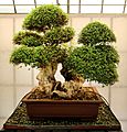Pescia, museo del bonsai, ulmus parvifolia, stile kabudachi (a ceppaia), dalla vcina, circa 100 anni