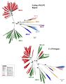 Phylogenetic analyses of HRV and HEV