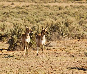 Pronghorn in Canyonlands National Park