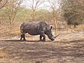 Rhinoceros blanc- réserve de Bandia - panoramio