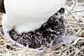 Albatross chick at Northwest Hawaiian Islands National Monument, Midway Atoll, 2007March01