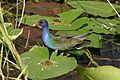 American Purple Gallinule in water