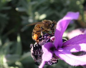 Bee pollen lavender