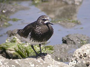 Black Turnstone, breeding plumage (2112366200).jpg