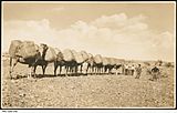 Camel train loaded with wool.