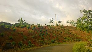 Puerto Rico Highway 431 in Río Prieto
