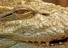 Crocodylus siamensis closeup