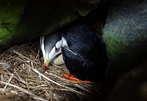 Horned Puffin with egg on Aiktak Island by Mikaela Howie USFWS