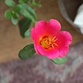 Pink Portulaca Flower