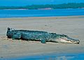Saltwater crocodile on a beach in Darwin, NT