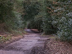 Sutton Park Path