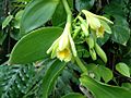 Vanilla planifolia (6998639597)